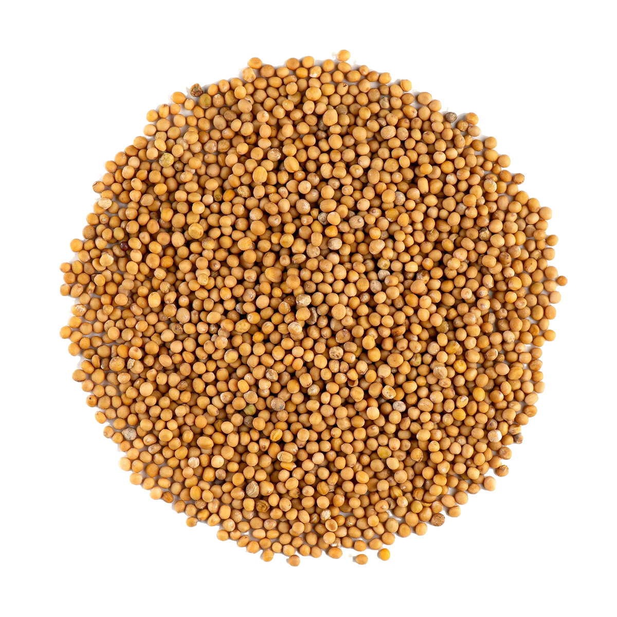 Mustard Seeds